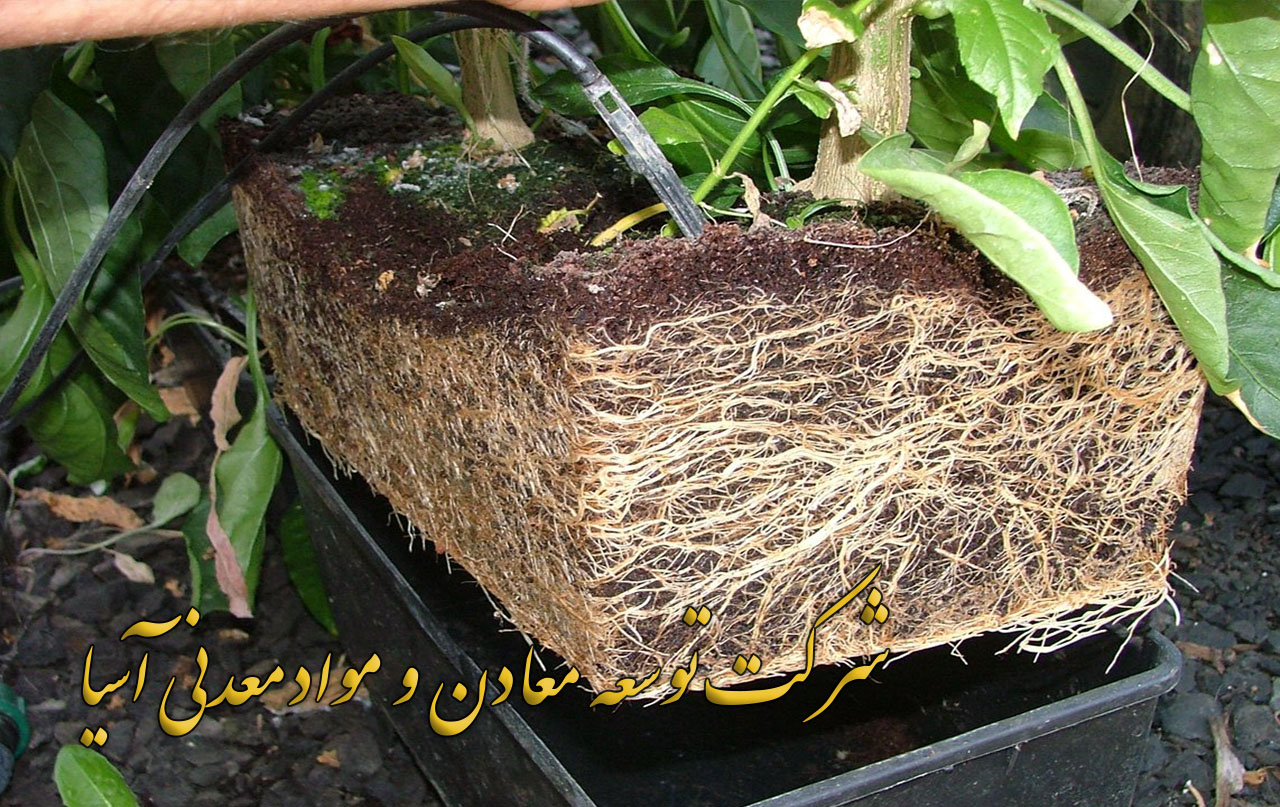 ریشه زایی گیاه در بستر کوکوپیت