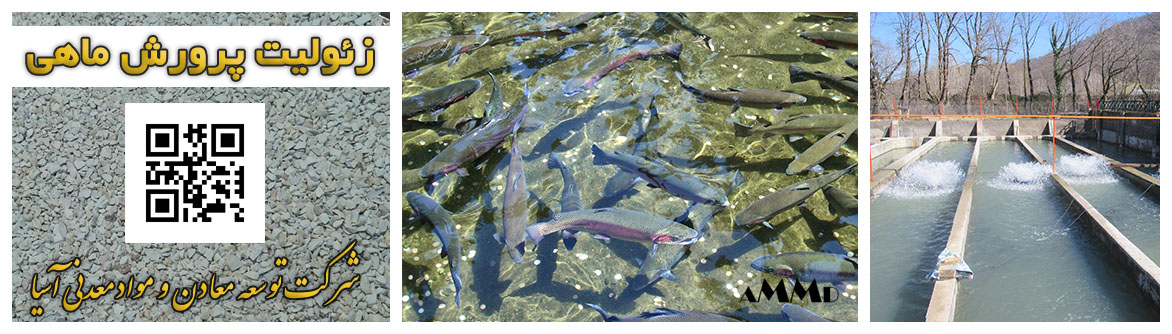 زئولیت استخر پرورش ماهی جاذب آمونیاک و اکسیژن رسانی کاهش بوی بد استخر ماهی آمونیوم جاذب کود ماهی خوراک ماهی پرورشی جیره غذایی
