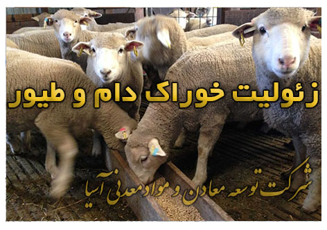 زئولیت خوراک دام و طیور گاو گوسفند مکمل غذایی