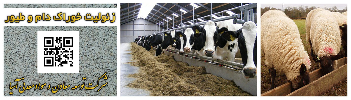 زئولیت خوراک دام و طیور پرورش گاو گوسفند بز غذای حیوان زئولیت در غذای دام و طیور زئولیت در غذای دام و طیور