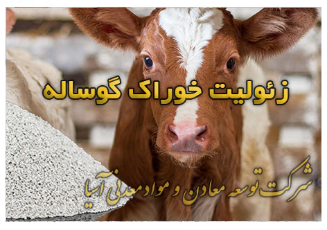 زئولیت خوراک گوساله گوسفند جیره غذایی پرواربندی دامداری مرغداری گاو شیری و پرواری