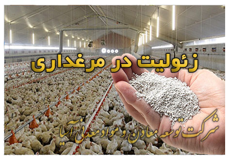 زئولیت در مرغداری کود مرغی آلبومین سفت شدن پوسته تخم مرغ جیره غذایی مرغ گوشتی و تخم گذار