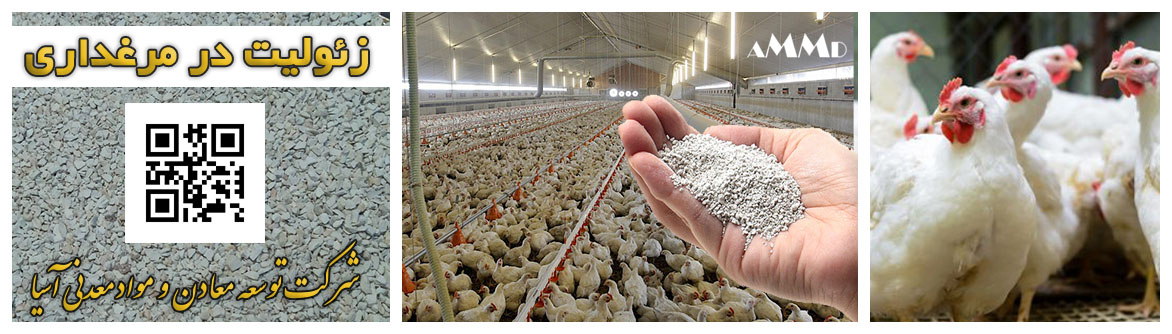 زئولیت در مرغداری گوشتی و تخم گذار خوراک مرغ و بوقلمون پرورش وزن گیری کاهش بو مرغداری جیره غذایی و مکمل خوراکی مرغ