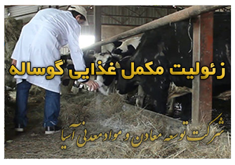 زئولیت مکمل غذایی گوساله جیره غذایی گوساله پرواری گاو شیری پرورش گوساله