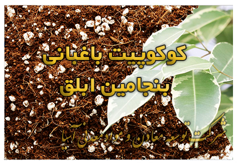 کوکوپیت باغبانی بنجامین ابلق خاک مناسب گیاه بنجامین ابلق کوکوپیت پرلیت سبک گل و گیاه آپارتمانی گلخانه پرورش