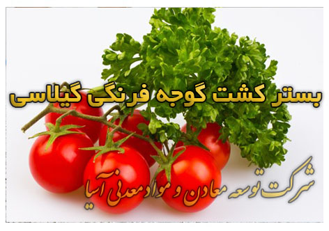 بستر کشت گوجه فرنگی گیلاسی پرورش گوجه فرنگی گلخانه ای خاک پرلیت و آبیاری هیدروپونیک